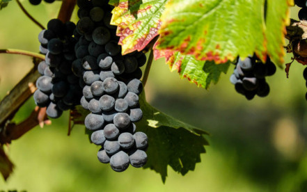 VinhoMadeira